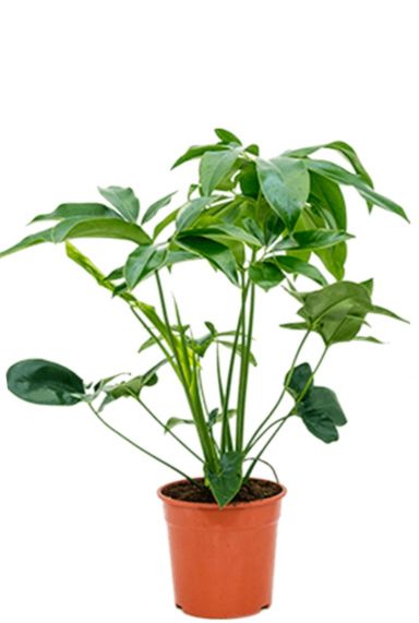 Philodendron green wonder plant
