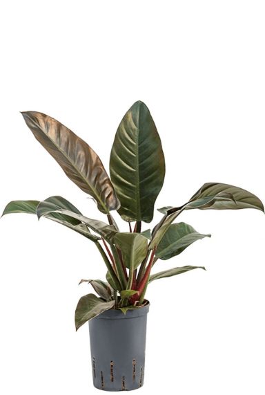 Philodendron imperial red hydrocultuur