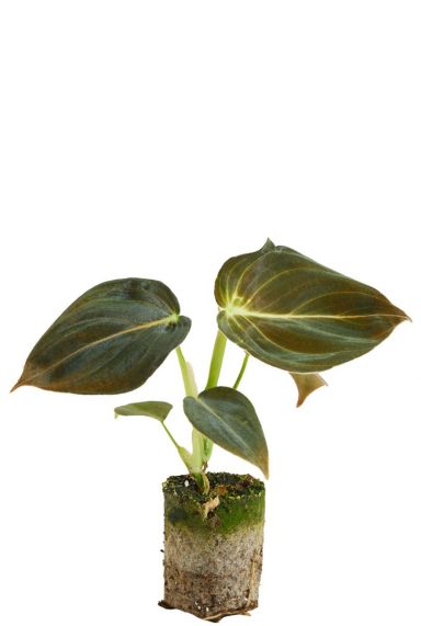 Philodendron melanochrysum planten