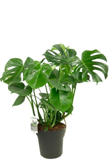 Philodendron monstera 1