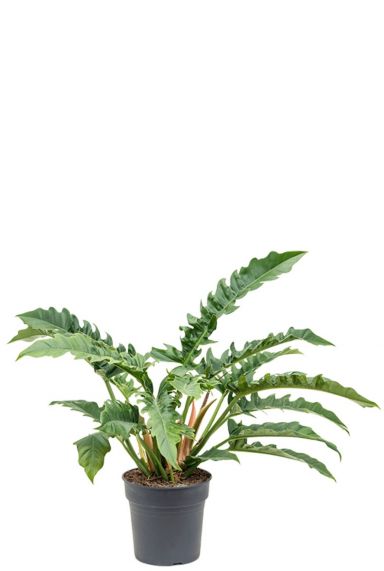 Philodendron narrow kamerplant 1