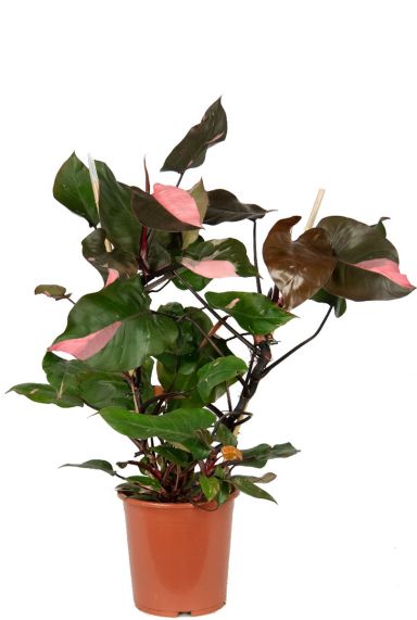 Philodendron pink princess plant
