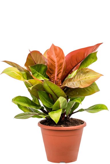 Philodendron prince of orange 1