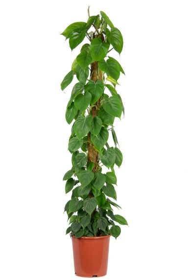 Philodendron scandens plante d interieur 1