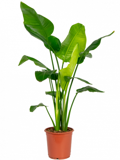 Plante de bureau-strelitzia-medium-size