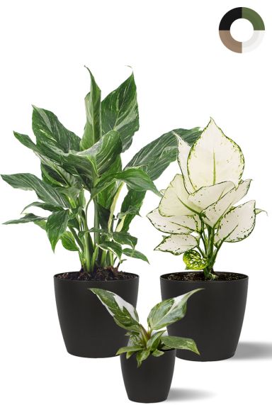 Planten met wit en groen