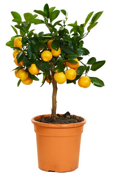 Sinaasappelboom citrus calamondin - tuinplant klein-2 1