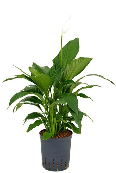 Spathiphyllum gokyo hydro plant