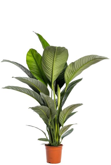 Spathiphyllum sensation plant 1