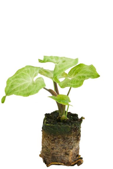 Syngonium batik plant