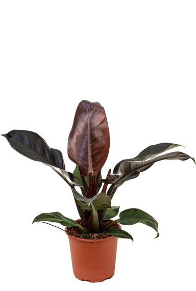 Trendy philodendron imperial red