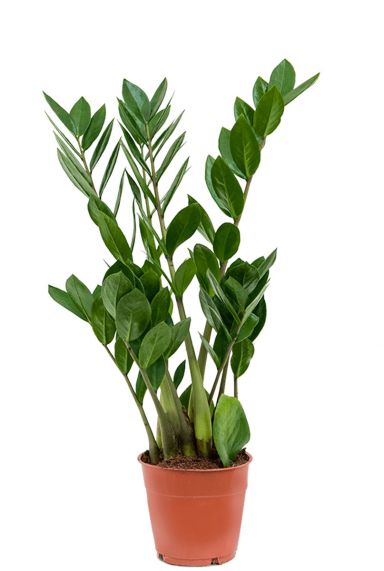 Zamioculcas plant 1