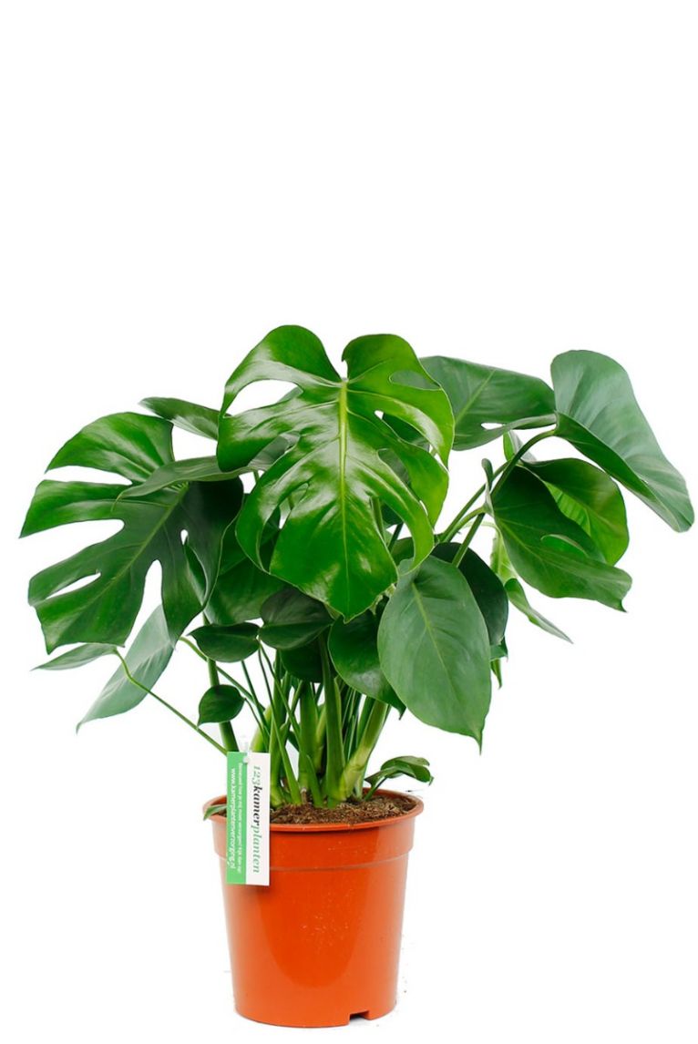 Acheter Plante à Trous (Monstera deliciosa) - Elle s'adapte à tout type  d'intérieur 