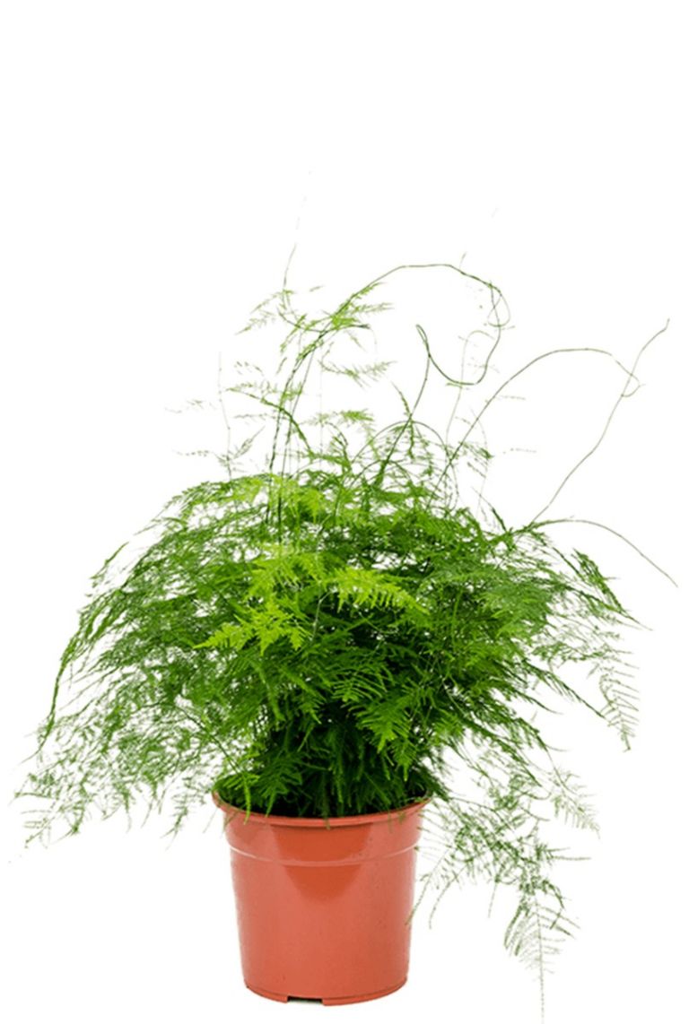 Aspargus plante d'intérieur résistante avec cache-pot ASPARGUS