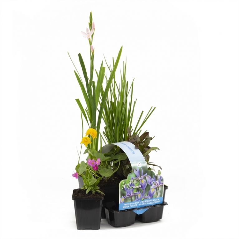  Sixpack de plantes aquatiques fleurissantes