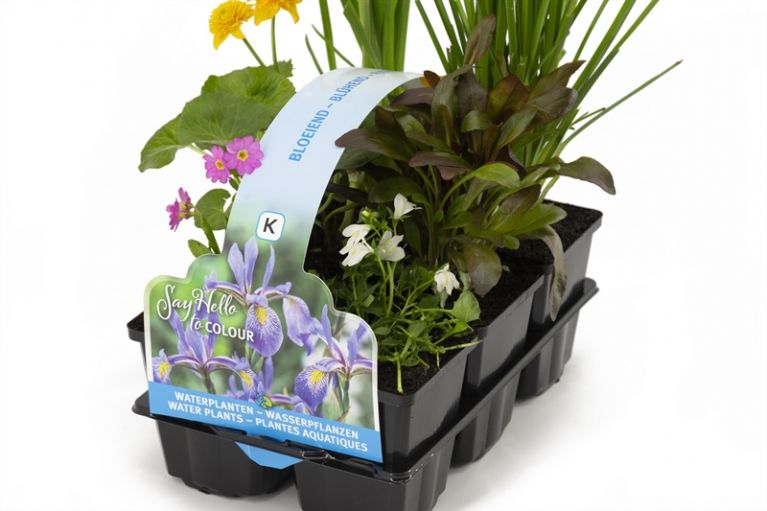  Sixpack de plantes aquatiques fleurissantes