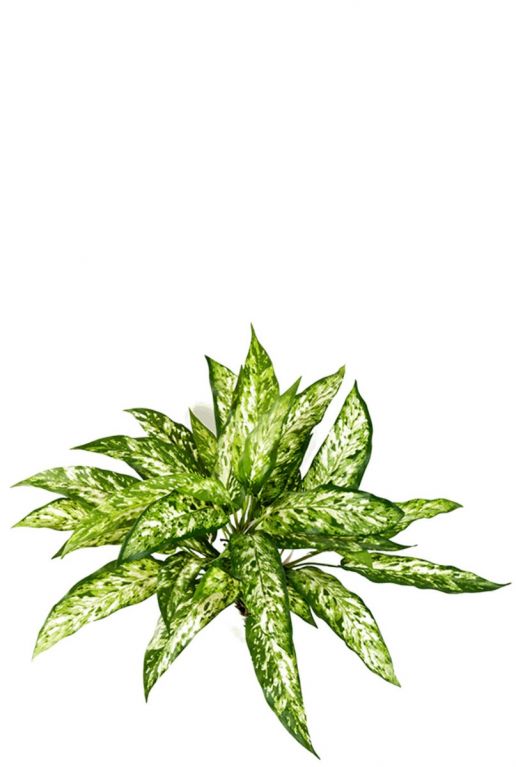 Aglaonema zijdeplant kunstplant