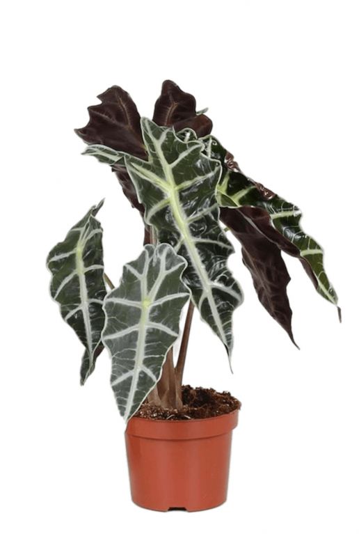 Alocasia-polly-skeletplant