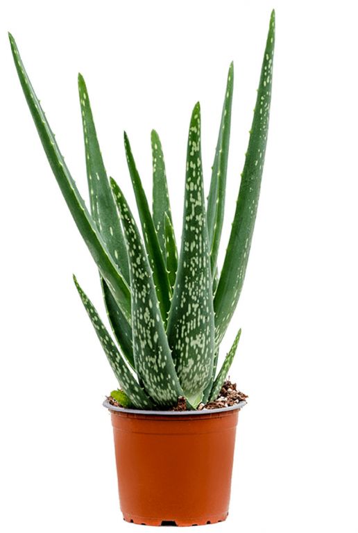 Aloe vera  Aloe Vera 40cm acheter ?
