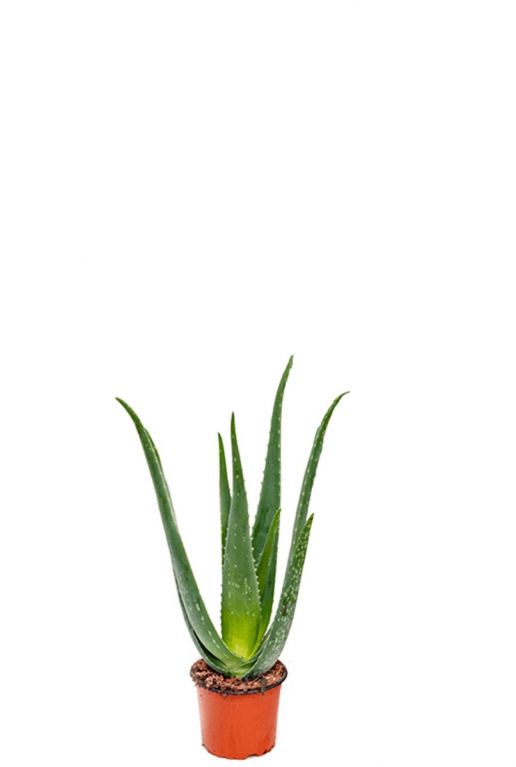 Aloe vera kamerplant 3