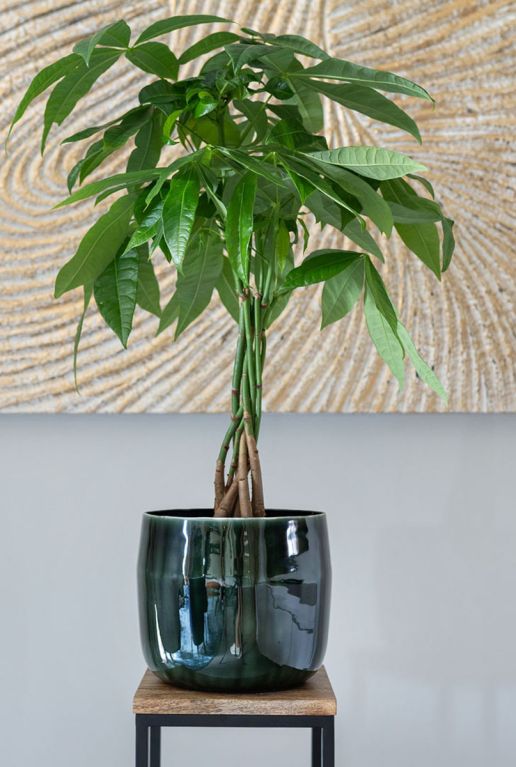 Babet pot pine plant 3