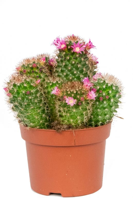 Cactus-kaufen-online