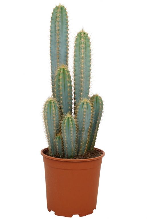 Cactus-pilosocereus-azureus-klein