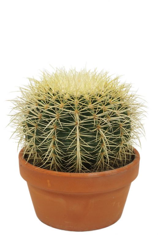Cactus echinocactus grusonii