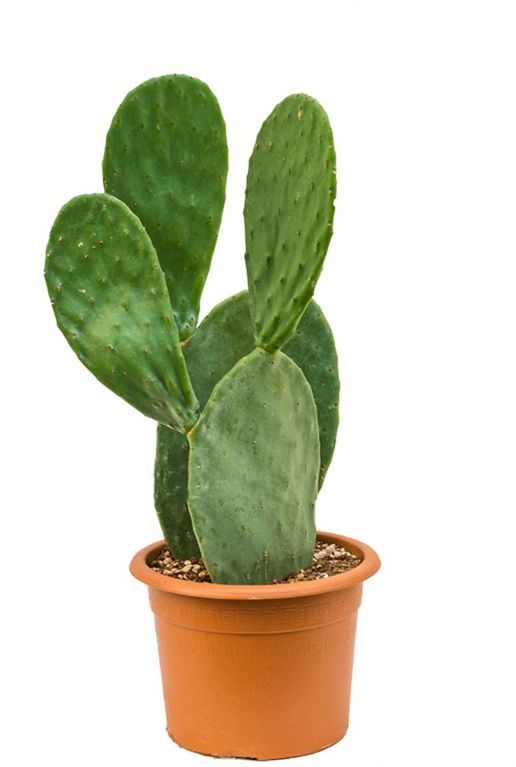 Cactus opuntia indica