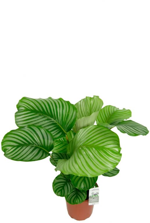 Calathea orbifolia plant