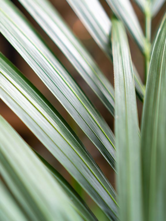 Close-up-kentia-palm-bladeren-test