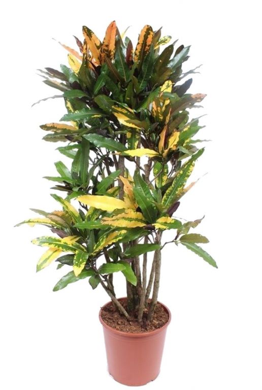 Croton kamerplant codiaeum mango