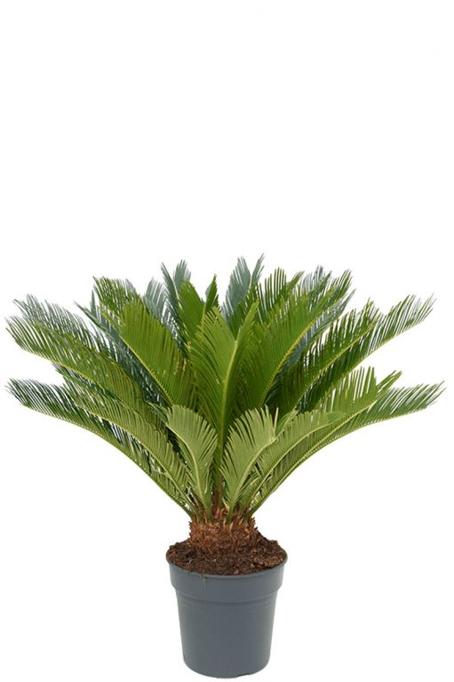 Cycas revoluta plant