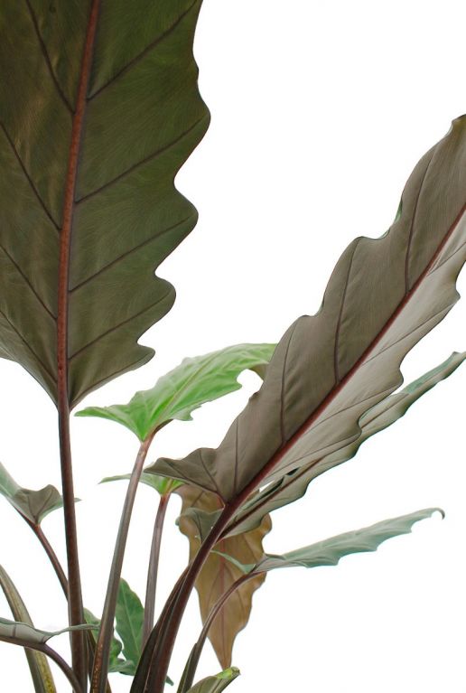 Donkerrode onderkant van blad olifantsoor