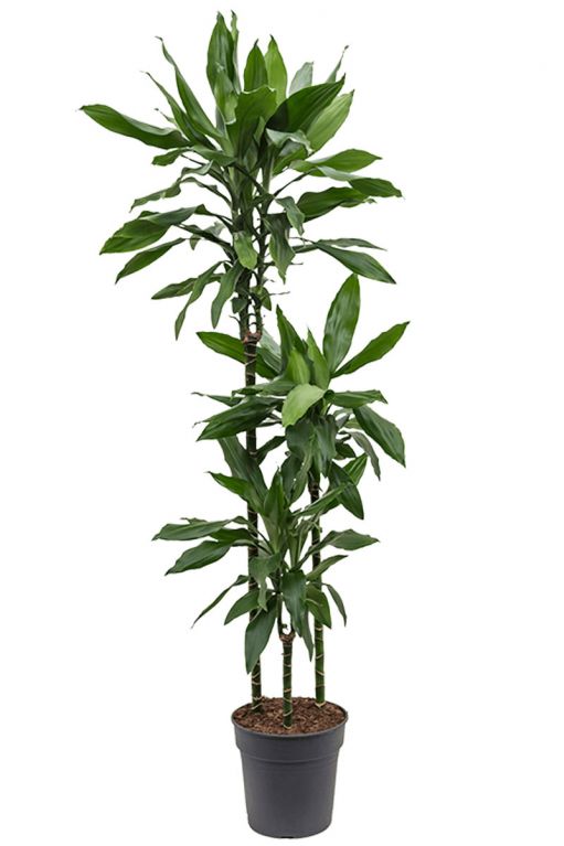 Dracaena-janet-lind-plante-d-interieur