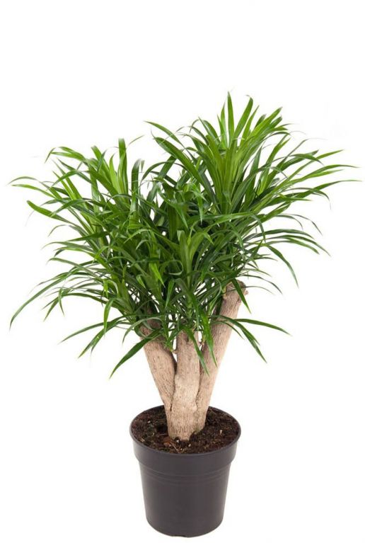Dracaena anita plant 1