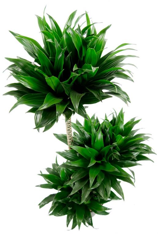 Dracaena compacta groene plant 1