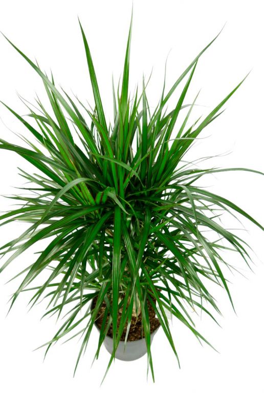 Dracaena marginata makkelijke plant