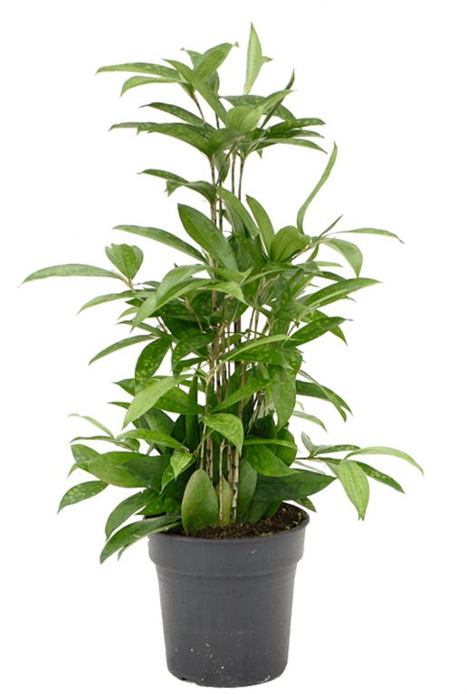 Dracaena surculosa kleine plant