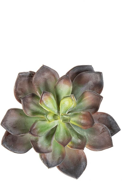 Echeveria succulent verplant