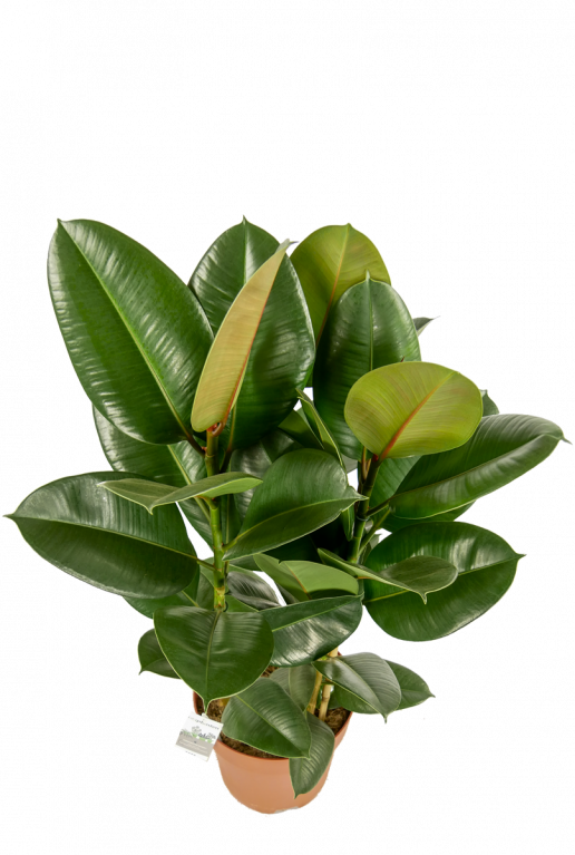 Ficus-robusta-kamerplant-online-kopen-blad