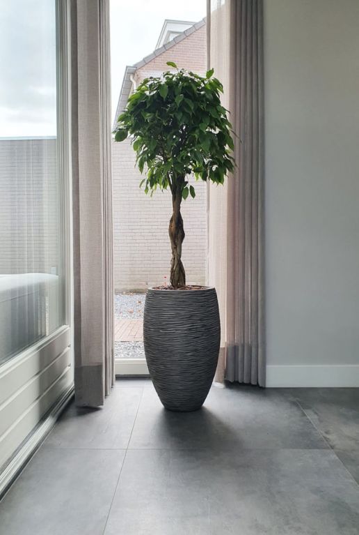 Ficus kamerplant in pot