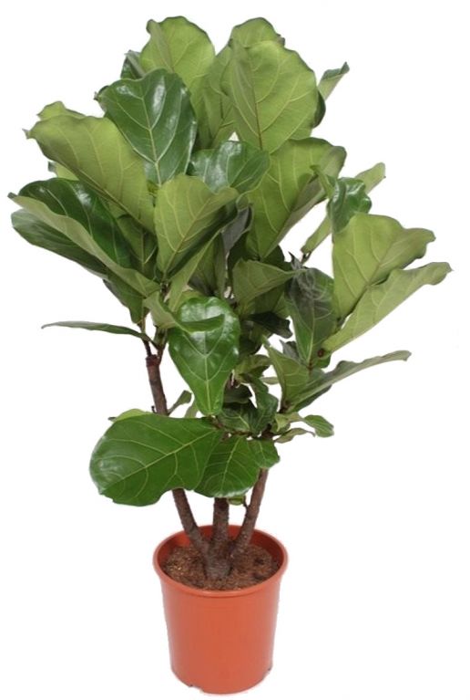 Ficus lyrata plant 3