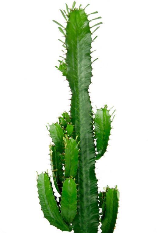 Cactus vert 