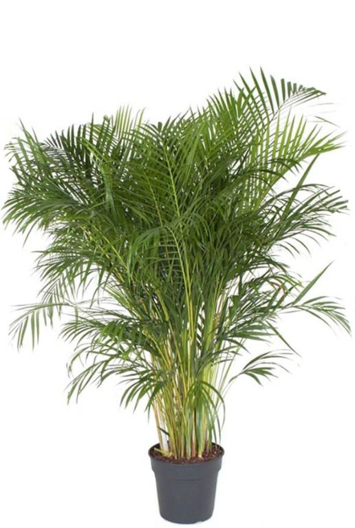 Grote areca palm 2