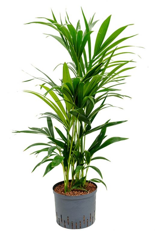 Kentia palm hydro plant