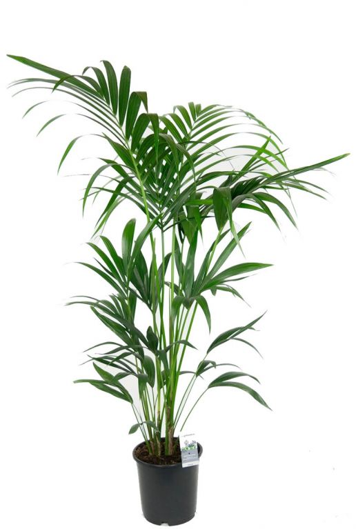 Kentia palm kamerplant 1 2