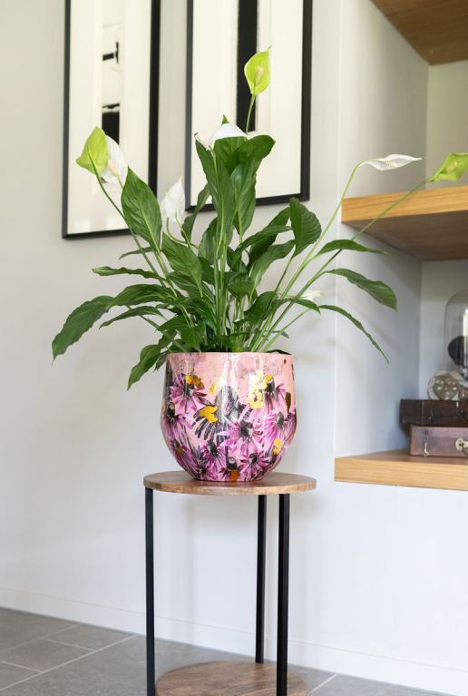 Lammie pot polly pink plant 4