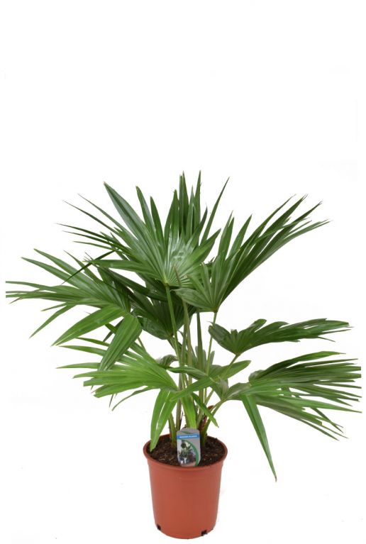 Livistonia rotundifolia palm