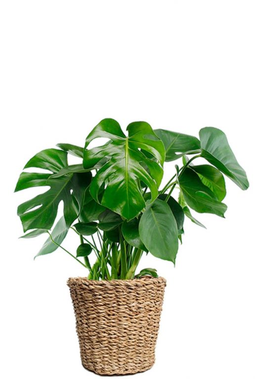 Monstera in mand 1 2